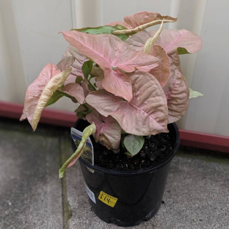 plant image 1098676 plant image 1098676