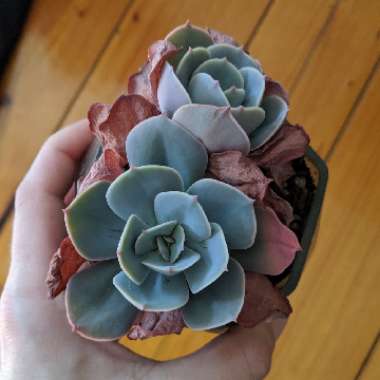 Echeveria Imbricata