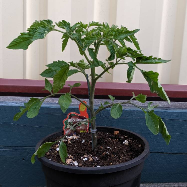plant image 1174003 plant image 1174003