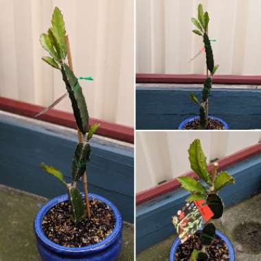 Hylocereus undatus