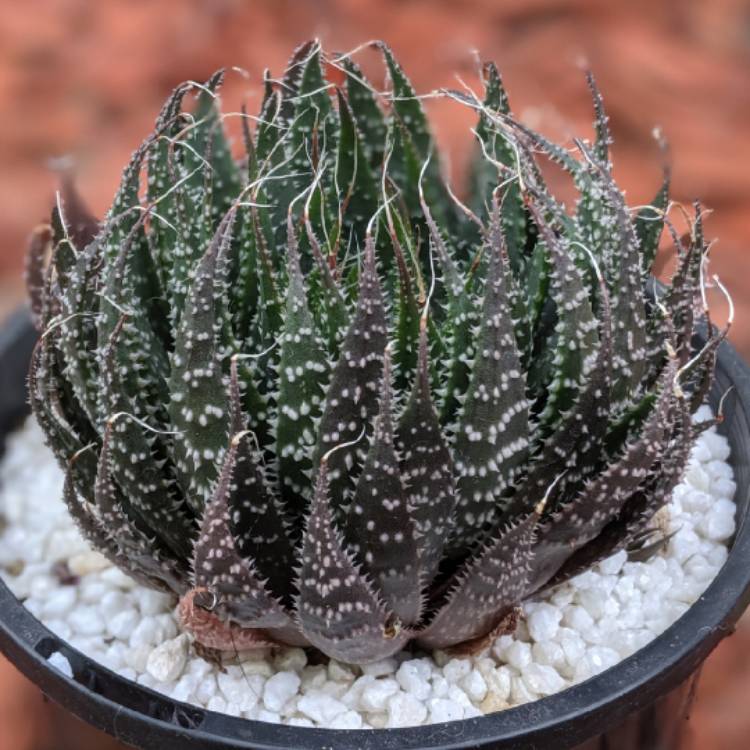 plant image 1197659