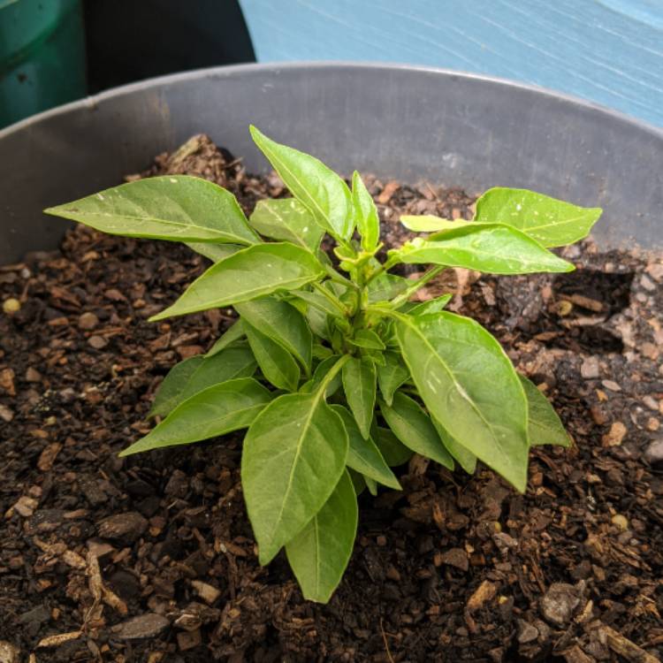 plant image 1200143