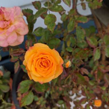 Rosa