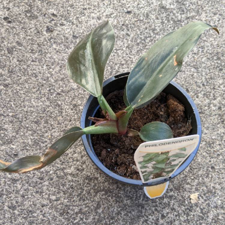 plant image 1214115
