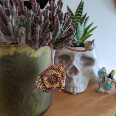 Stapelia