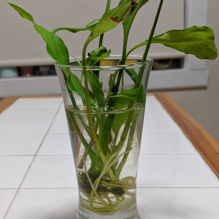 plant image 1251375 plant image 1251375