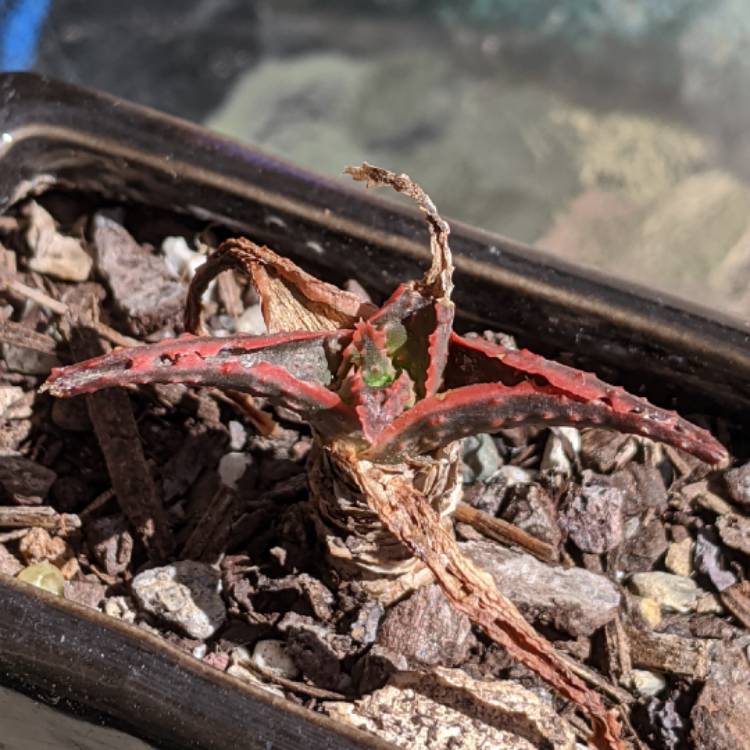 Plant image Aloe 'Christmas Carol'