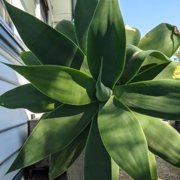 plant image 1263763