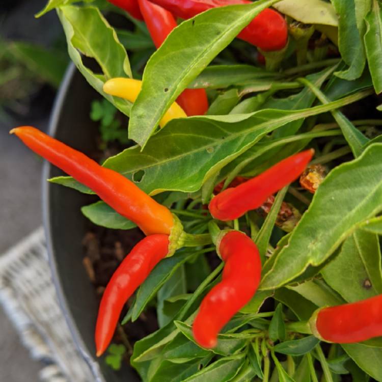 plant image 1267925