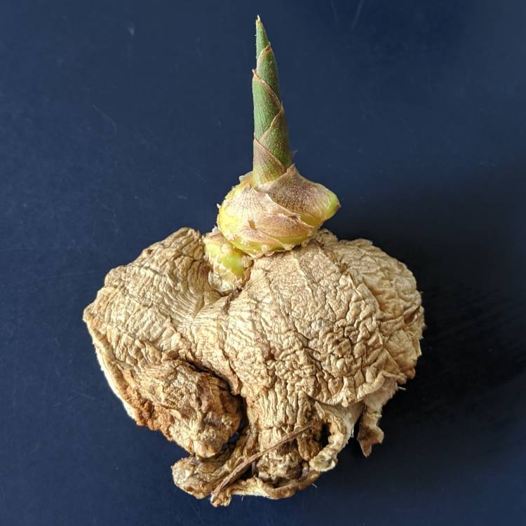 plant image 1268669