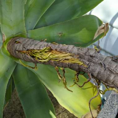 Agave attenuata