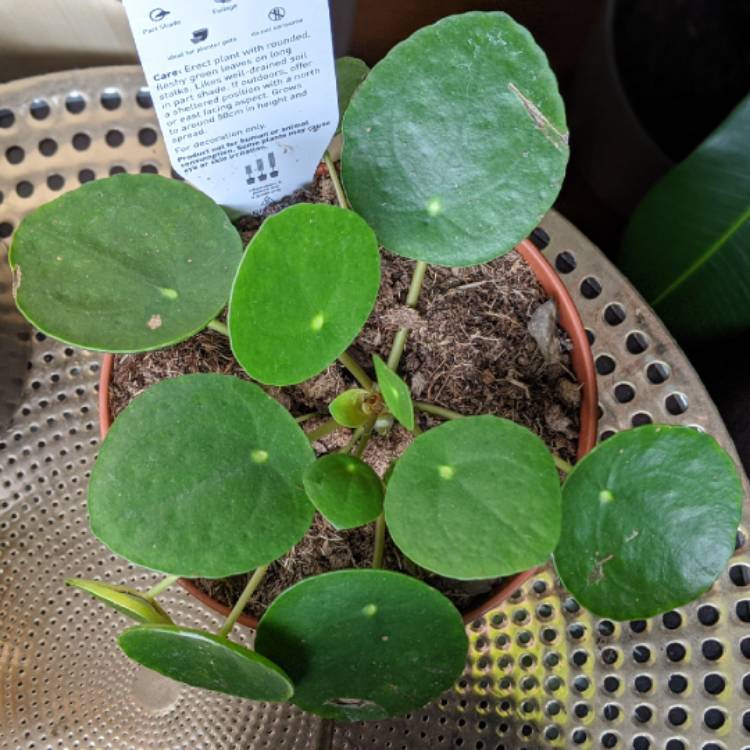 plant image 1352908