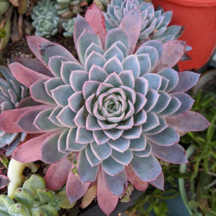 plant image 1360070 plant image 1360070