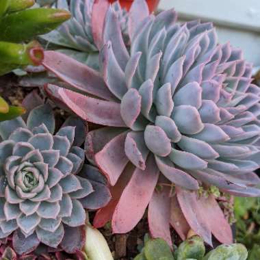 Echeveria Violet Queen
