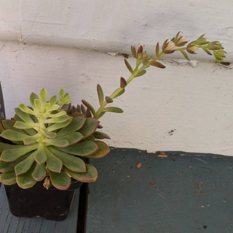 plant image 1375160 plant image 1375160