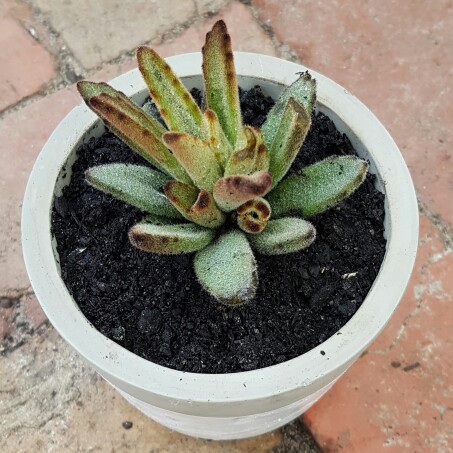 plant image 137973 plant image 137973