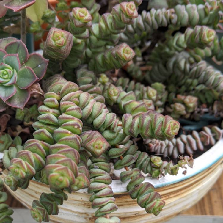 plant image 1403906