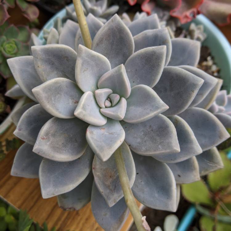 plant image 1403924