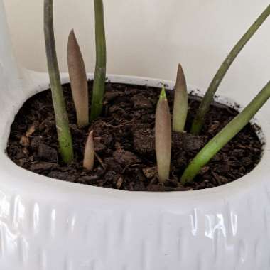 Zamioculcas zamiifolia