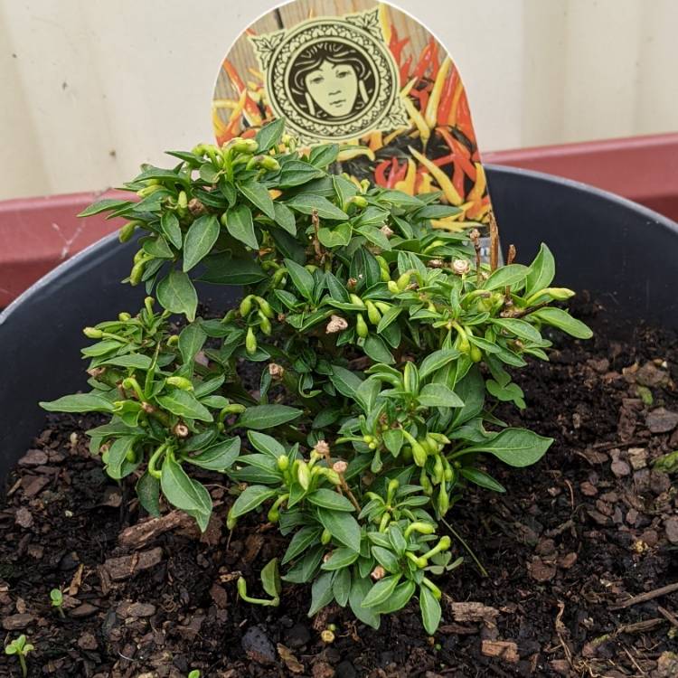 plant image 1408014