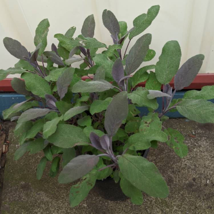 plant image 1408907
