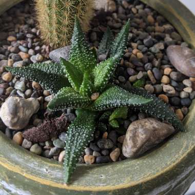 Haworthiopsis attenuata var. attenuata 'Enon' syn. Haworthia attenuata 'Enon'