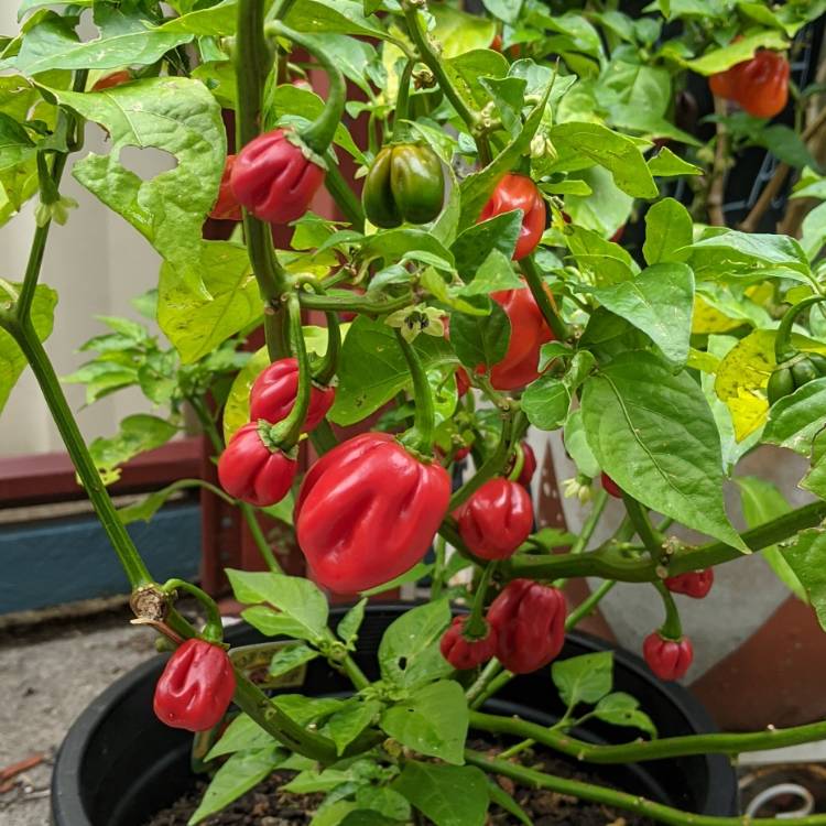 plant image 1468352