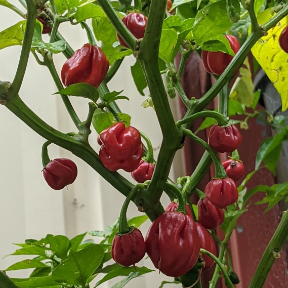 plant image 1468354