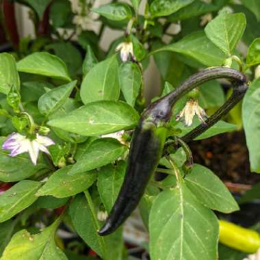 Capsicum annuum