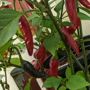 Capsicum annuum