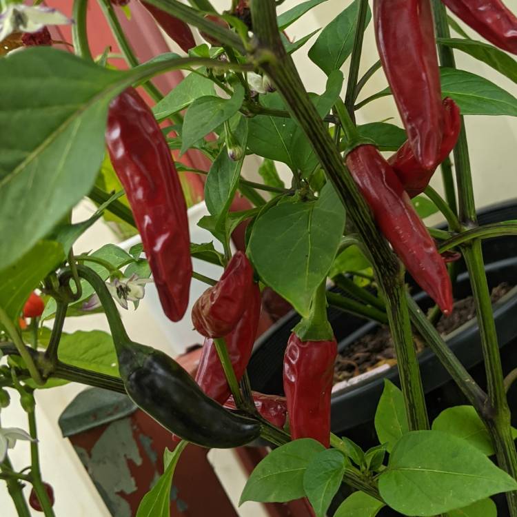 plant image 1468360