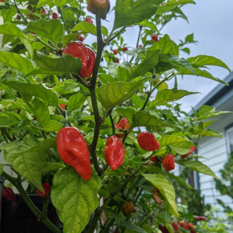 plant image 1469348