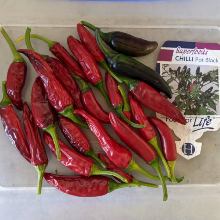 plant image 1480633