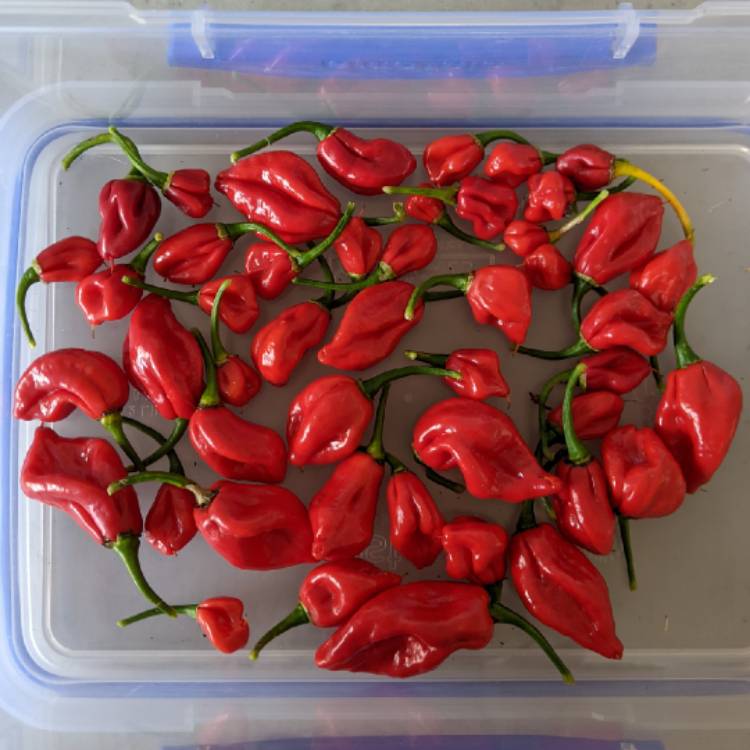 plant image 1481121