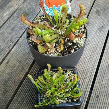 Sarracenia