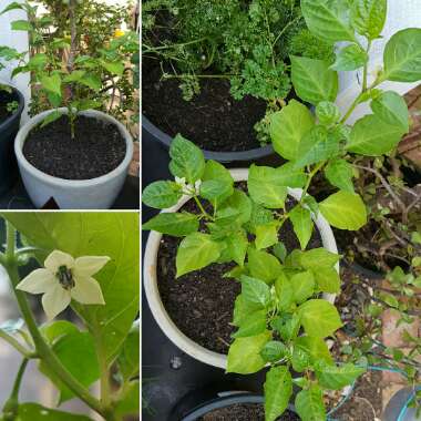 Capsicum chinense 'Chocolate Habanero'