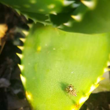 Aloe Distans