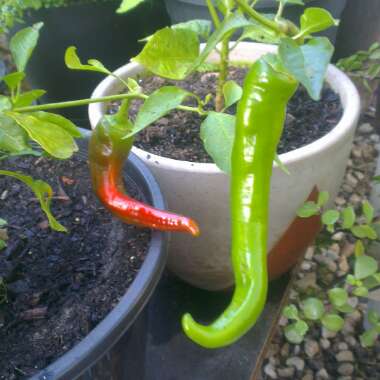Capsicum annuum