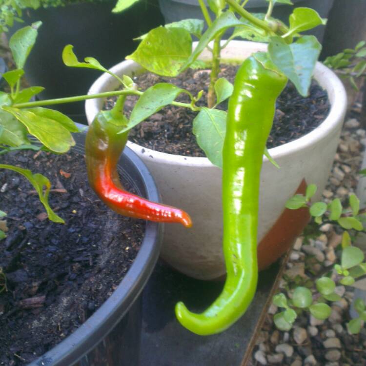 plant image 345695