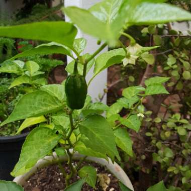 Capsicum chinense 'Chocolate Habanero'