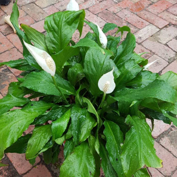 plant image 376175 plant image 376175