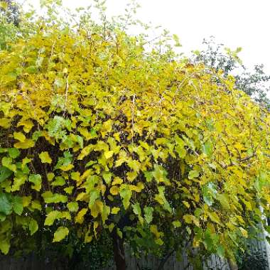 Morus bombycis 'Unryu'