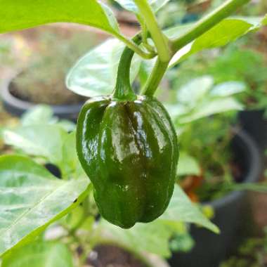 Capsicum chinense 'Chocolate Habanero'