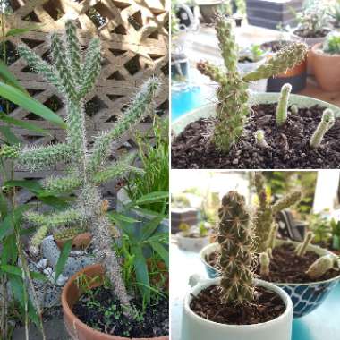 Cylindropuntia