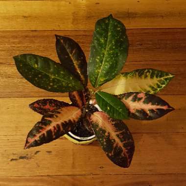 Codiaeum variegatum