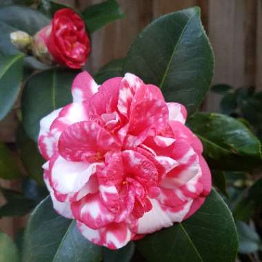 Camellia japonica 'General Colletti'