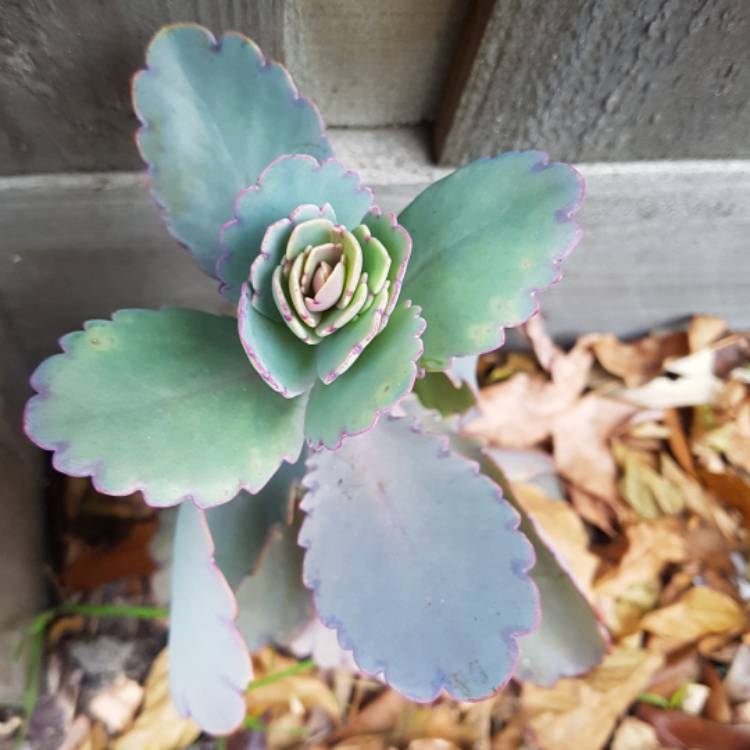 plant image 442356