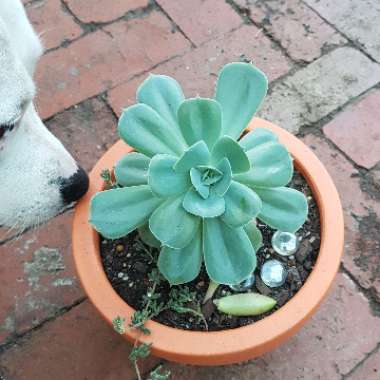 Echeveria Imbricata