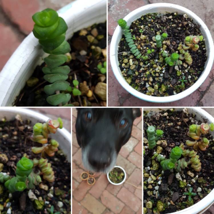 plant image 453545