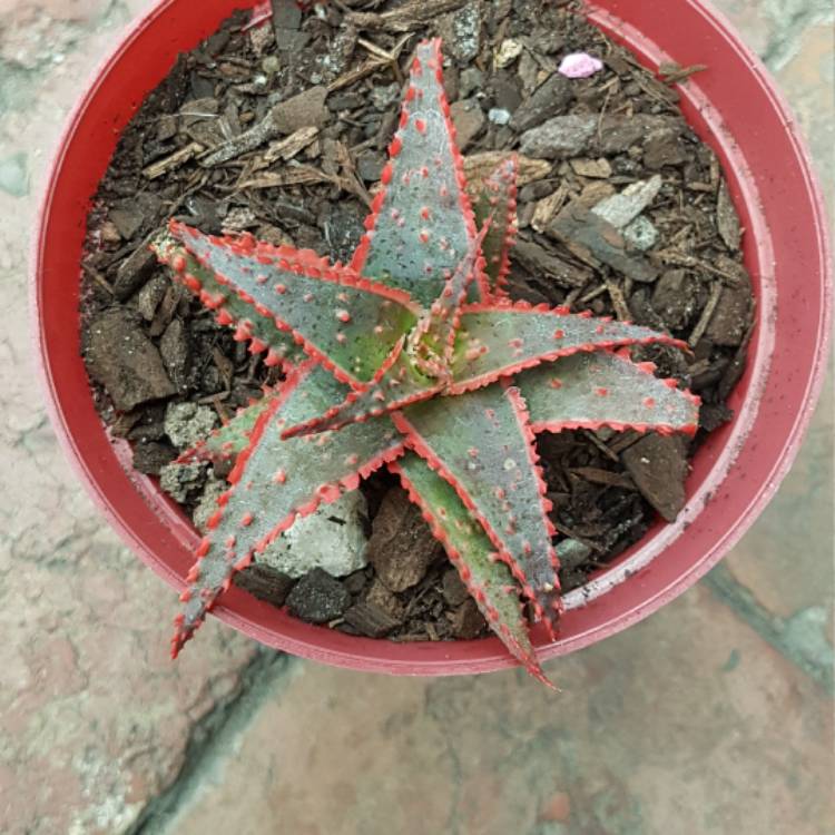 plant image 464801